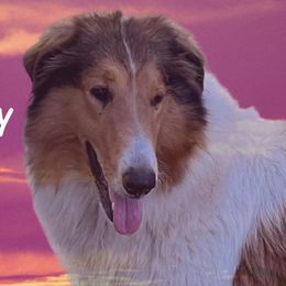 Harmony - Collie