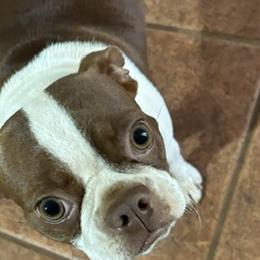 Reba - Boston Terrier