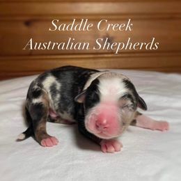 Australian Shepherd Puppies from Saddle Creek Australian Shepherds