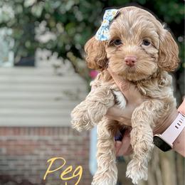Peg - Buff female Cockapoo puppy in Mocksville, North Carolina from Little Bear Doodles