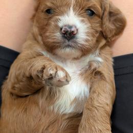 Darla - Red female Cavapoo puppy in Sunnyvale, Texas from Sunnytown Farm Cavapoos
