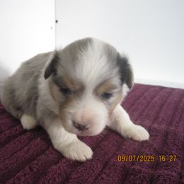 Boy 2 - Dilute blue male Australian Shepherd puppy in Cynthiana, Kentucky from Mike's Mini Australian Pups