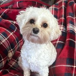 Nala - Maltipoo