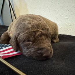 Dark Blue - Dark deadgrass male Chesapeake Bay Retriever puppy in Lewiston, Utah from Bellus Chesapeakes