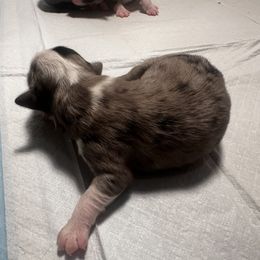 Miniature Australian Shepherd and Toy Australian Shepherd Puppies from Cherry Grove Kennel