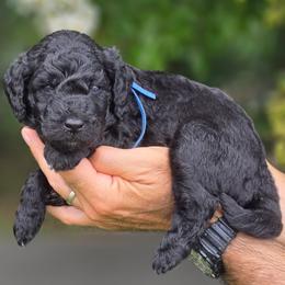 Denali - Black male Goldendoodle puppy in Granite Falls, North Carolina from Carolina Goldendoodles