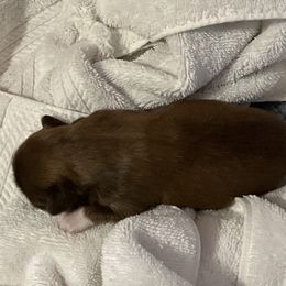 Rory - Liver and white male Shih Tzu puppy in Brevard, North Carolina from House of Little Lions