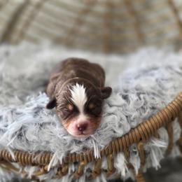 Wiskey - Red tri male Miniature Australian Shepherd puppy in Killen, Alabama from Wilkers Wholehearted Mini Aussies