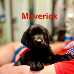 Maverick Red collar, Male - Black male Labrador Retriever puppy in Moore, Oklahoma from Okiehuntinboyz Labrador Retrievers