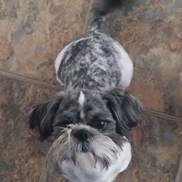 Creed - Brindle male Shih Tzu puppy in Doña Ana County, New Mexico from White Sands Shih Tzu's