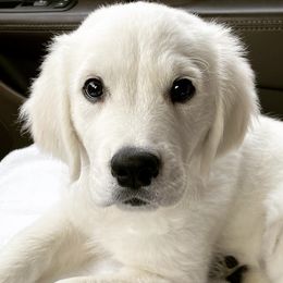 Golden Retrievers from LCK Southern Pups