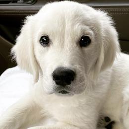 Golden Retrievers from LCK Southern Pups