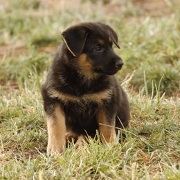 German Shepherd Puppies from Vom Haus Denfors K9
