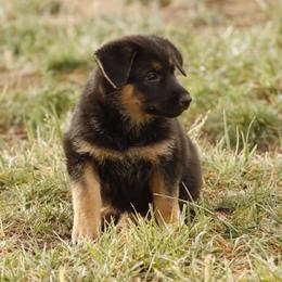 German Shepherd Puppies from Vom Haus Denfors K9