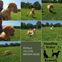 Labrador Retriever Puppies from Standing Water Kennels