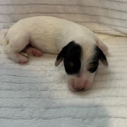 Noelle - Piebald female Dachshund puppy in Hillsville, Virginia from Bonderosa Kennels