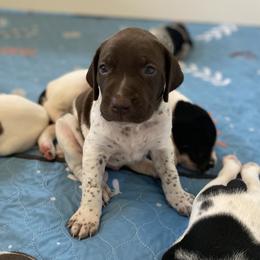 Jesse James - Liver and white male German Shorthaired Pointer puppy in Hot Springs, Virginia from Thunder Mountain Gun Dogs