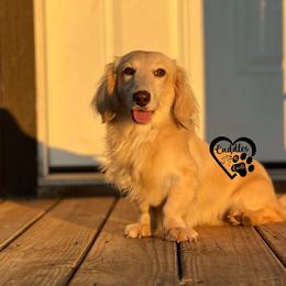 Louie - Dachshund