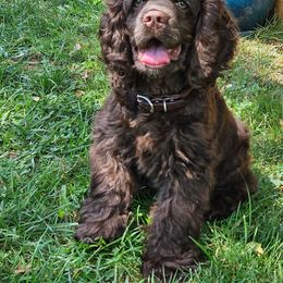 Coco Chanel - Black Cocker Spaniel puppy in Oroville, California from Cocker Paradise