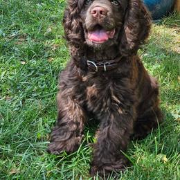 Coco Chanel - Black Cocker Spaniel puppy in Oroville, California from Cocker Paradise