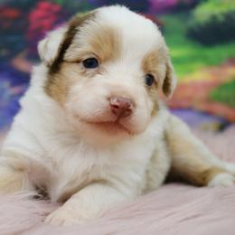 Miniature Australian Shepherd Puppies from True Spirited Aussies