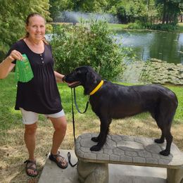 Flat-Coated Retriever All Grown Up from PrairieFlats