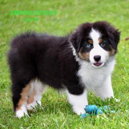SUMMER - Black tri-color female Australian Shepherd puppy in Douglas, Georgia from Smooreaussies