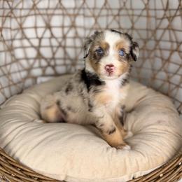 Rigatoni BLUE EYES - male Australian Mountain Doodle puppy in Sweetwater, Florida from Sandy Snout Doodles