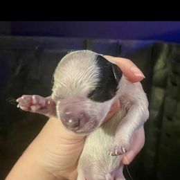 Optimus - Blue speckled male Australian Cattle Dog puppy in Chilton, Wisconsin from Pointless Acres