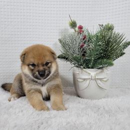 Kenzo - Red male Shiba Inu puppy in Sacramento, California from Shiba Inu of Matrix