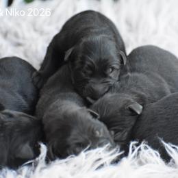 Male 2 - Sable male German Shepherd puppy in Mariana, Florida from Haus M Godwin