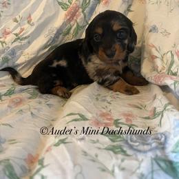Peaches - Dapple female Dachshund puppy in East Dover, Vermont from Audet’s Mini Dachshunds