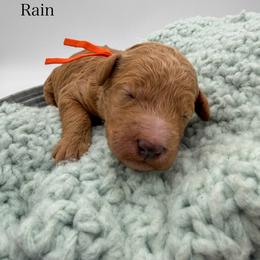 Rain - Apricot female Goldendoodle puppy in Sunman, Indiana from Brunsman Country Doodles LLC