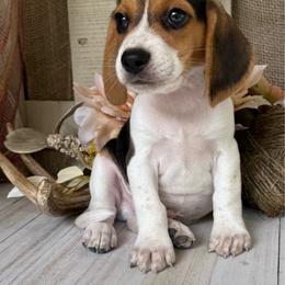 Reggie - Black white and tan male Beagle puppy in West Plains, Missouri from Suncreek Puppies