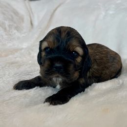 Cocker Spaniel Puppies from Jennifer Dees