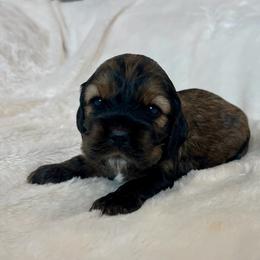Cocker Spaniel Puppies from Jennifer Dees