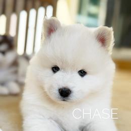 Chase - White male Pomsky puppy in Grass Valley, California from Karalot Pomskies