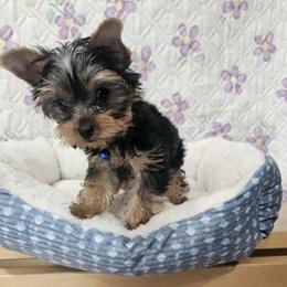 Daisy - Black and gold female Yorkshire Terrier puppy in Tamarac, Florida from Yorkiefamily7