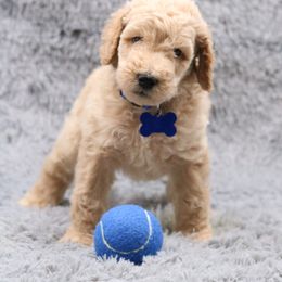 Poodle Puppies from Absolutely Pampered Poodles