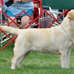 Labrador Retriever All Grown Up from Big Sky Labradors