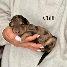 Chili - Merle male Bernedoodle puppy in Pennsylvania from Bells Bernedoodles