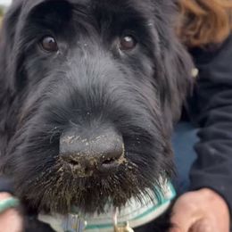 Christmas Litter - Black male Giant Schnauzer puppy in Tabernash, Colorado from Schnauzer Paw Homestead
