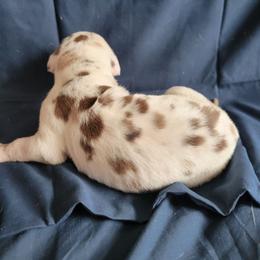 Female 6 - Chocolate and white female Great Dane puppy in Columbia Stat, Ohio from Rocky Road Chocolate Danes