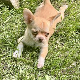 Chihuahua and Pomeranian Puppies from Lil'Fevre Chihuahuas