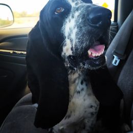 Basset Hound Puppies from Howlin Hounds