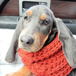 Desilu - Basset Hound