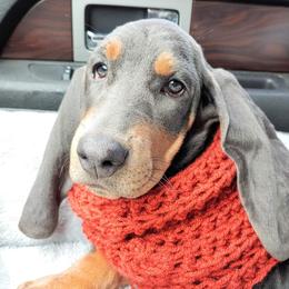 Desilu - Basset Hound