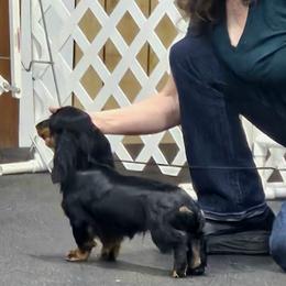Dachshund puppies from Mac Fam Dachshunds