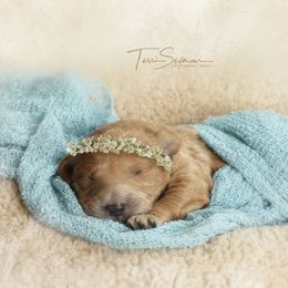 Goldendoodle Puppies from Loving Hearts Goldendoodles