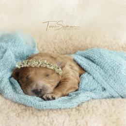 Goldendoodle Puppies from Loving Hearts Goldendoodles